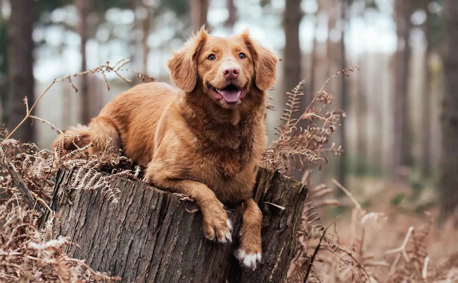 Nova Scotia Duck Tolling Retriever